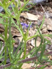 Ipomopsis multiflora