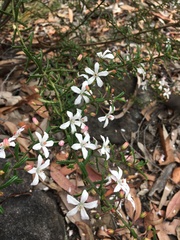 Philotheca hispidula