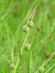 Zephyranthes chlorosolen