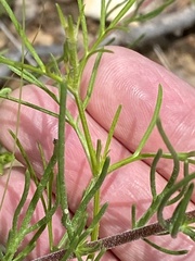 Ipomopsis multiflora