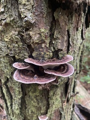 Rhodofomes cajanderi