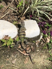 Ctenosaura similis