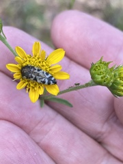 Acmaeodera decipiens