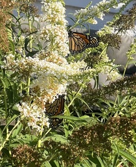 Danaus plexippus