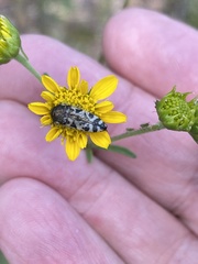 Acmaeodera decipiens