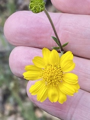 Hymenothrix dissecta