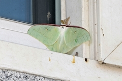 Actias artemis
