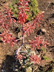 Aloe grandidentata