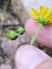 Hymenothrix dissecta