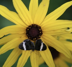 Trichodezia albovittata