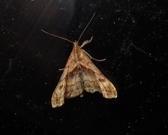 Palthis angulalis