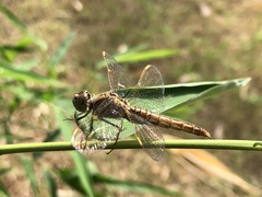 Brachythemis contaminata