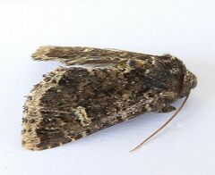 Hexorthodes senatoria