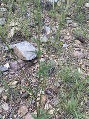 Hymenothrix dissecta