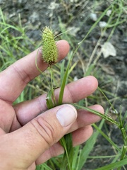 Carex typhina