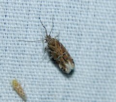 Aristotelia roseosuffusella