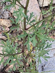 Hymenothrix dissecta