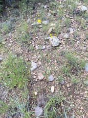 Hymenothrix dissecta