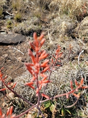 Aloe grandidentata