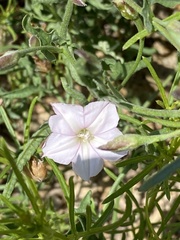 Convolvulus equitans