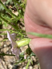 Convolvulus equitans