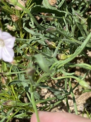 Convolvulus equitans