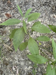 Asclepias perennis