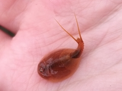 Lepidurus arcticus