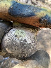 Butyriboletus primiregius
