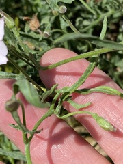 Convolvulus equitans