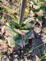 Aloe grandidentata