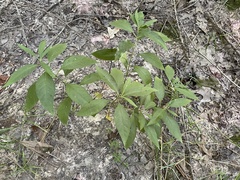 Asclepias perennis