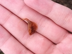 Lepidurus arcticus