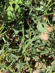 Convolvulus equitans