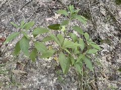 Asclepias perennis