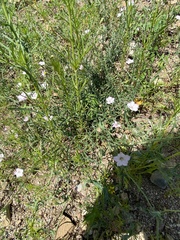 Convolvulus equitans