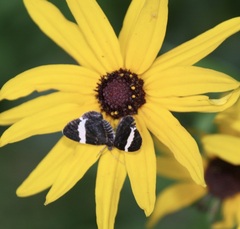 Trichodezia albovittata