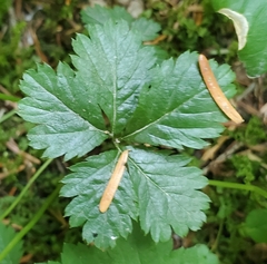 Rubus pedatus