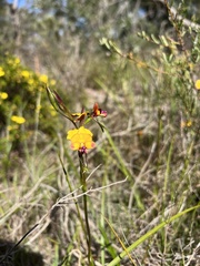 Diuris