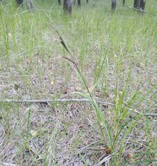 Carex acuta