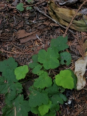 Tiarella trifoliata