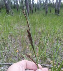 Carex acuta