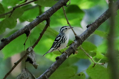 Mniotilta varia
