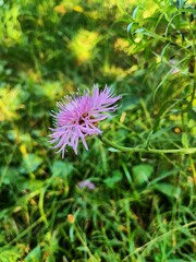Centaurea jacea