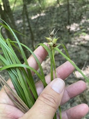 Carex intumescens