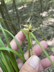 Carex intumescens
