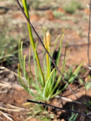 Bulbine abyssinica