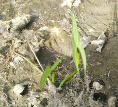 Sagittaria sagittifolia