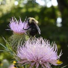 Bombus citrinus