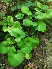 Asarum canadense